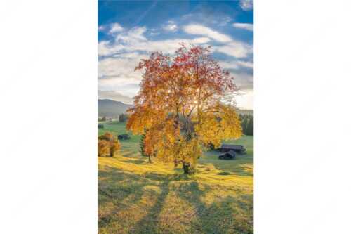 Herbststimmung an den Buckelwiesen zwischen Krün und Mittenwald - Goldene Zeiten - Seitenverhältnis 2:3 - Buckelwiesen Alpenwelt Karwendel - weitere Infos unter https://www.kriner-weiermann.de