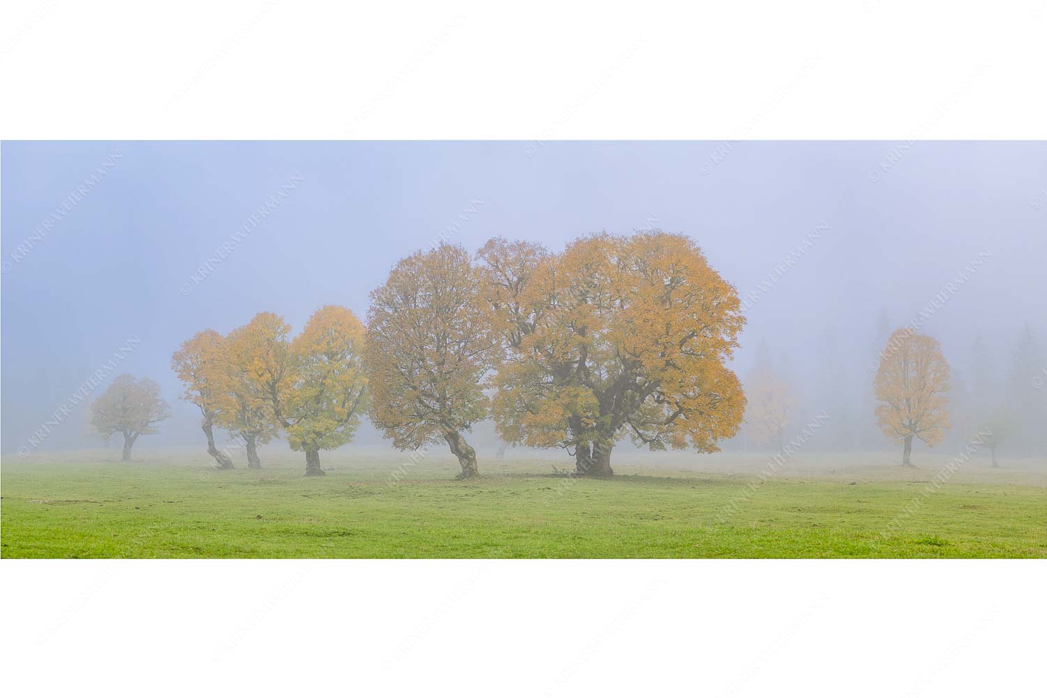 Individualität – Seitenverhältnis 2,5:1 — Bergahorn im Karwendelgebirge Ein wunderschönes Ahorn-Ensemble im Rontal