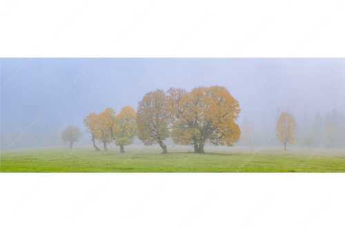 Ein wunderschönes Ahorn-Ensemble im Rontal - Individualität - Seitenverhältnis 3:1 - Bergahorn im Karwendelgebirge - weitere Infos unter https://www.kriner-weiermann.de