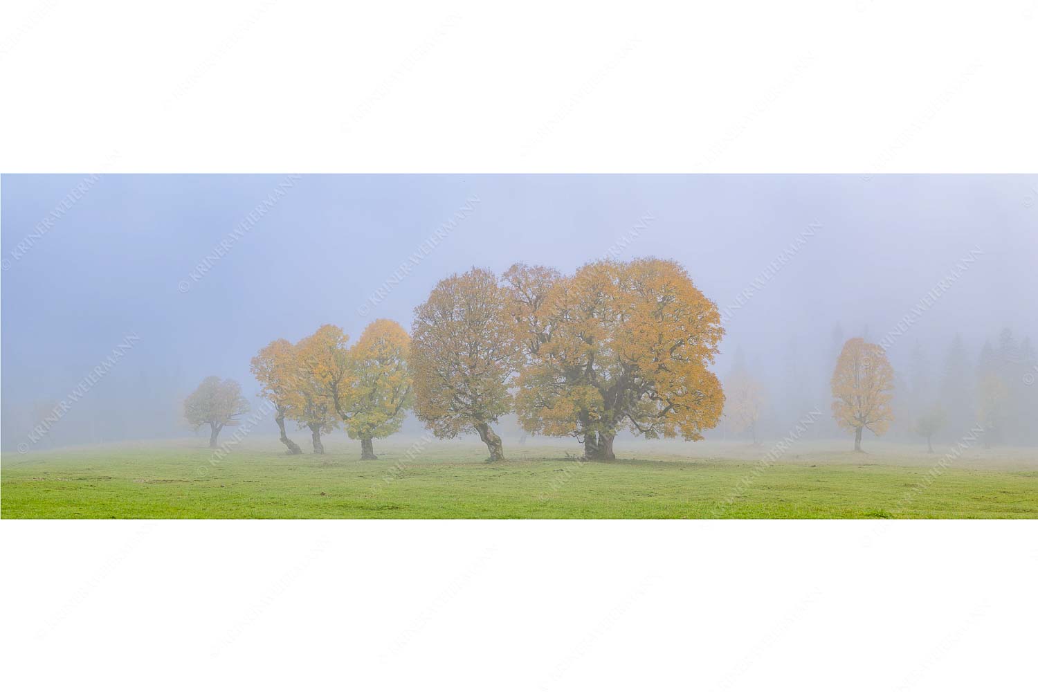 Individualität – Seitenverhältnis 3:1 — Bergahorn im Karwendelgebirge Ein wunderschönes Ahorn-Ensemble im Rontal