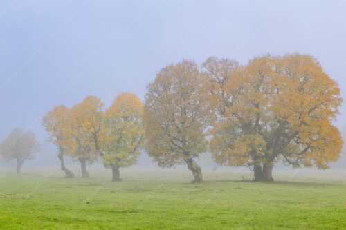 Ein wunderschönes Ahorn-Ensemble im Rontal - Individualität - Seitenverhältnis 3:2 - Bergahorn im Karwendelgebirge - weitere Infos unter https://www.kriner-weiermann.de