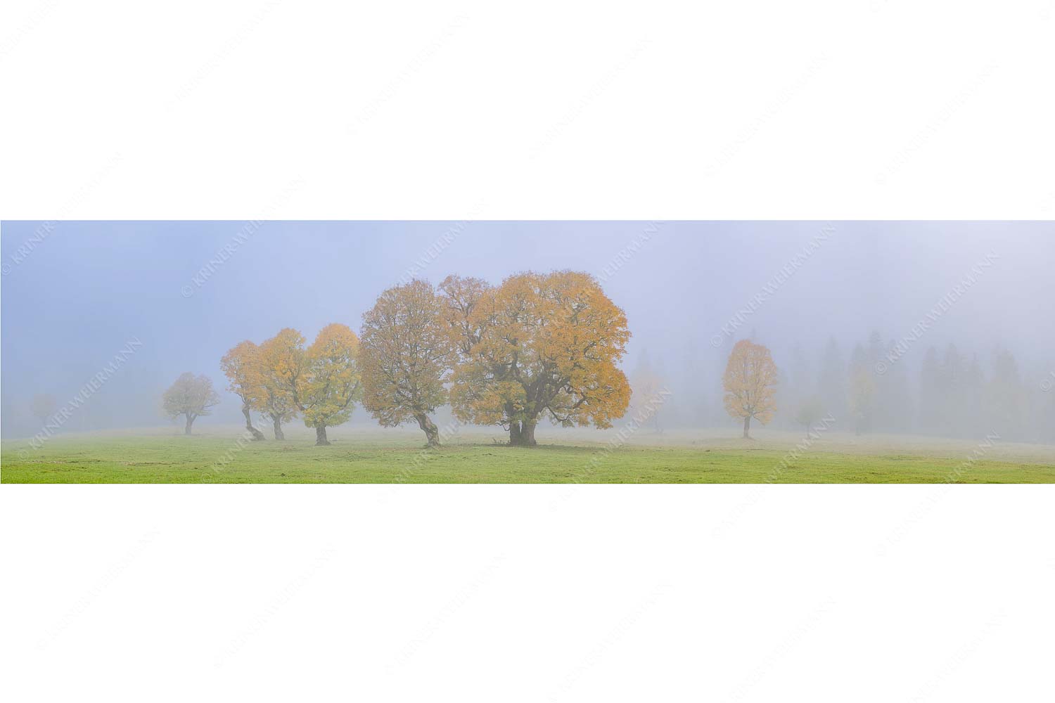 Ein wunderschönes Ahorn-Ensemble im Rontal