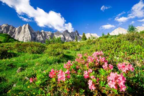 Behaarte Almrose im Johannestal mit Lalidererspitze - Almröserl -