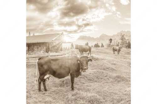 Malerische Almhütte bei Mittenwald mit Karwendel - Oimarisch VIII - Seitenverhältnis 1:1 - Mittenwald Alm Buckelwiesen Karwendel - weitere Infos unter https://www.kriner-weiermann.de