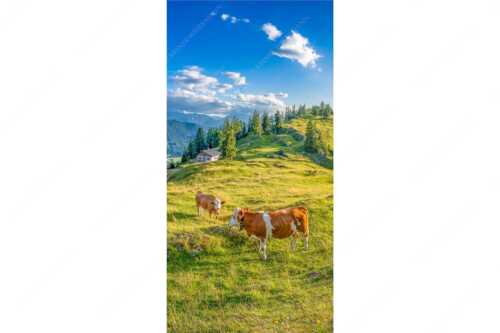 Junge Kälber auf einer Alm bei Jachenau - Almabend - Seitenverhältnis 1:2 - Almweide Jachenau - weitere Infos unter https://www.kriner-weiermann.de