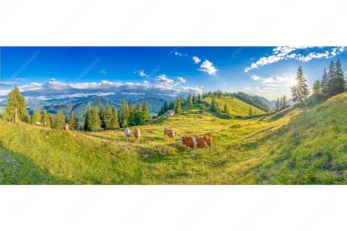 Junge Kälber auf einer Alm bei Jachenau - Almabend - Seitenverhältnis 2,5:1 - Almweide Jachenau - weitere Infos unter https://www.kriner-weiermann.de