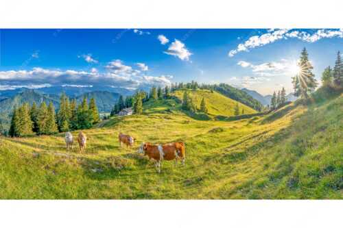 Junge Kälber auf einer Alm bei Jachenau - Almabend - Seitenverhältnis 2:1 - Almweide Jachenau - weitere Infos unter https://www.kriner-weiermann.de