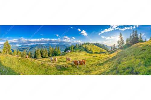 Junge Kälber auf einer Alm bei Jachenau - Almabend - Seitenverhältnis 3:1 - Almweide Jachenau - weitere Infos unter https://www.kriner-weiermann.de