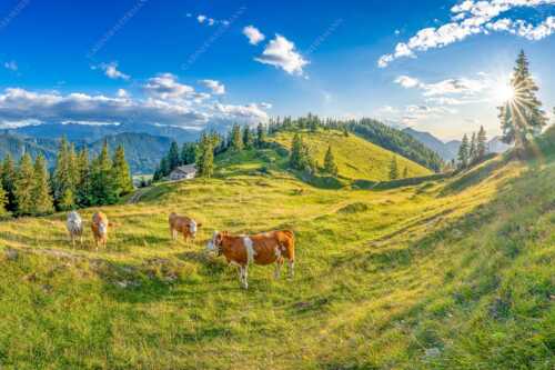 Junge Kälber auf einer Alm bei Jachenau - Almabend - Seitenverhältnis 3:2 - Almweide Jachenau - weitere Infos unter https://www.kriner-weiermann.de