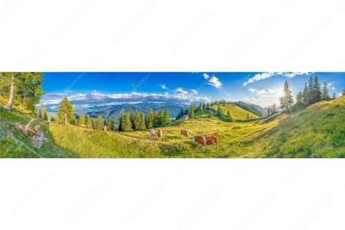 Junge Kälber auf einer Alm bei Jachenau - Almabend - Seitenverhältnis 4:1 - Almweide Jachenau - weitere Infos unter https://www.kriner-weiermann.de