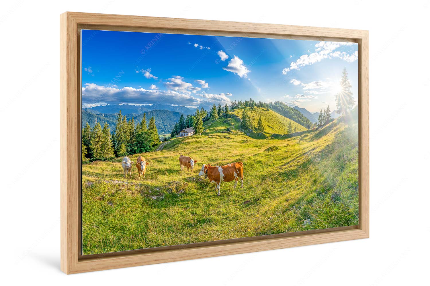 Almabend – Foto im Schattenfugen-Rahmen, Seitenverhältnis 3:2 — Almweide Jachenau Junge Kälber auf einer Alm bei Jachenau - Almabend - Foto im Schattenfugen-Rahmen, Seitenverhältnis 3:2 - Almweide Jachenau - weitere Infos unter https://www.kriner-weiermann.de