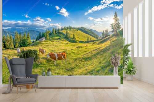 Junge Kälber auf einer Alm bei Jachenau - Almabend - Fototapete - Größe ca. 300x200cm, Seitenverhältnis 3:2 - Almweide Jachenau - weitere Infos unter https://www.kriner-weiermann.de