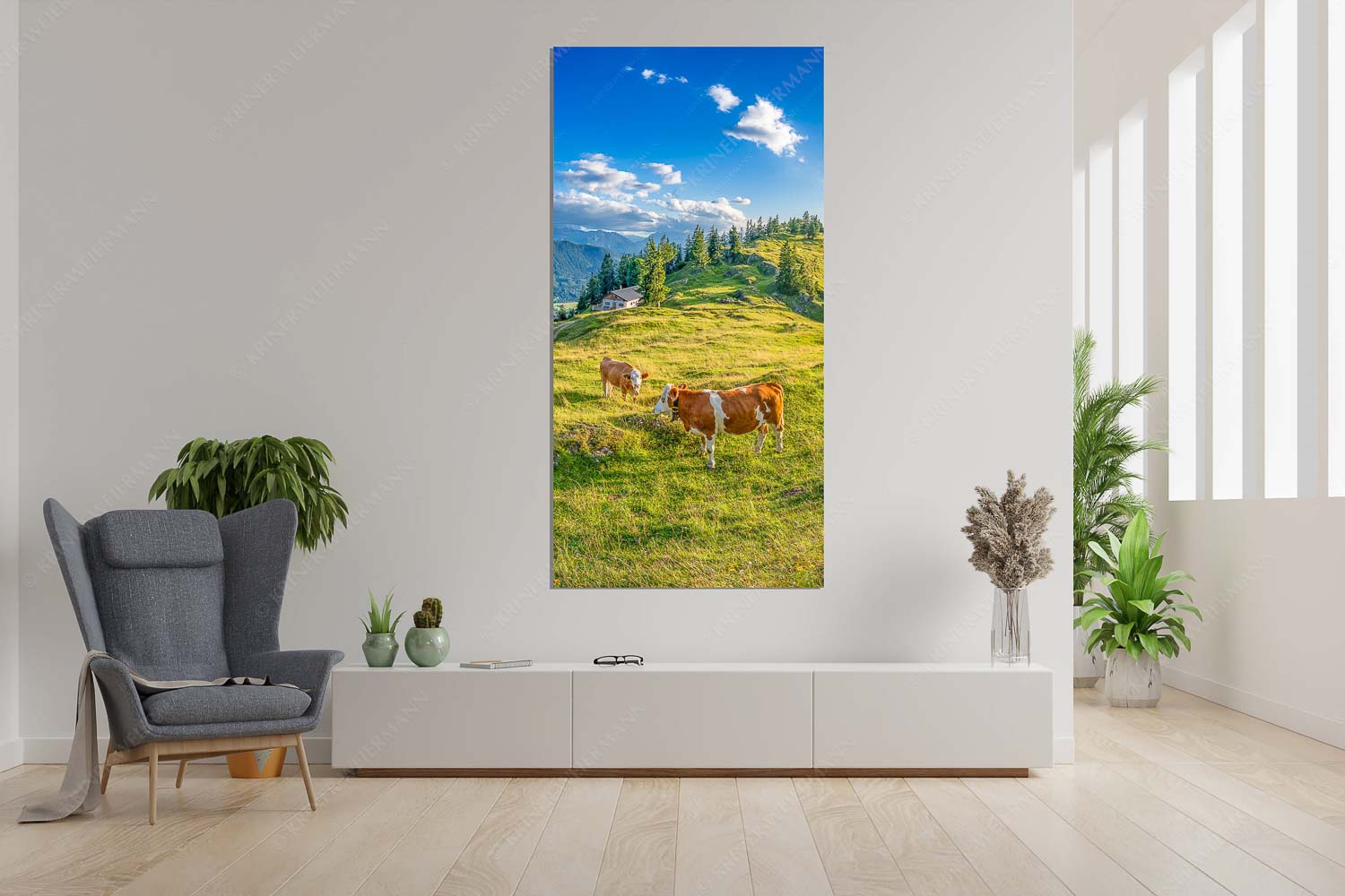 Almabend – Wandbild – Größe ca. 90x180cm, Seitenverhältnis 1: — Almweide Jachenau Junge Kälber auf einer Alm bei Jachenau - Almabend - Wandbild - Größe ca. 90x180cm, Seitenverhältnis 1: - Almweide Jachenau - weitere Infos unter https://www.kriner-weiermann.de