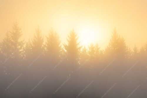 Sonnenaufgang im Nebel - Lichtwerden - Seitenverhältnis 3:2 - Sonne Nebel Wald - weitere Infos unter https://www.kriner-weiermann.de