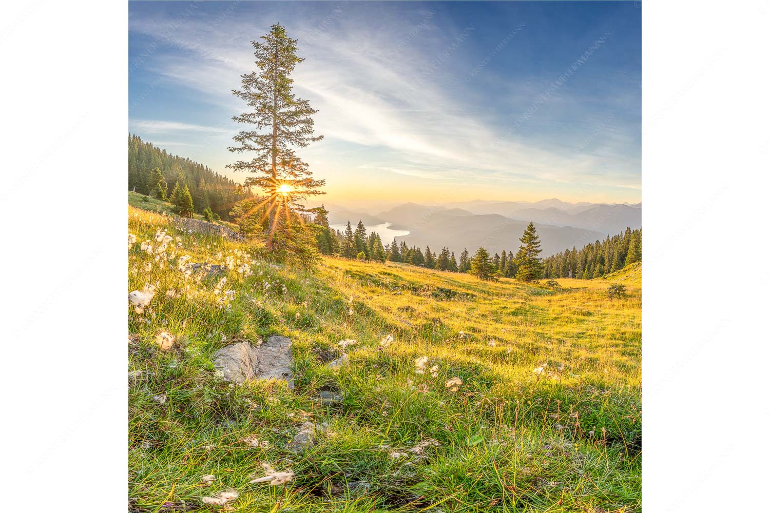 Almwiese am Simetsberg mit Walchensee