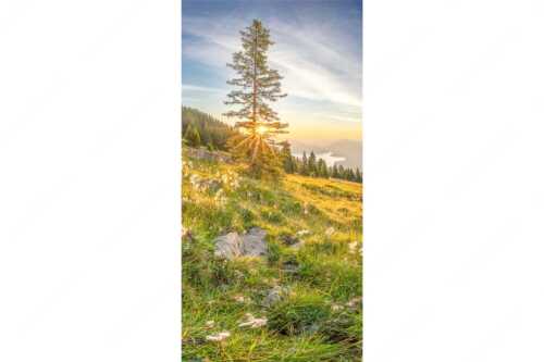 Almwiese am Simetsberg mit Walchensee - Wollgras im Morgenlicht - Seitenverhältnis 1:2 - Estergebirge Walchensee - weitere Infos unter https://www.kriner-weiermann.de