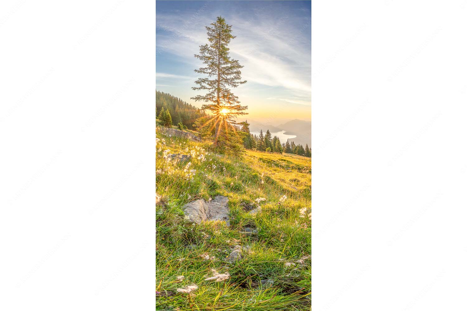 Almwiese am Simetsberg mit Walchensee