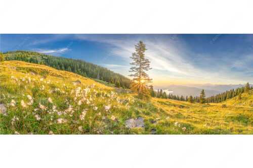 Almwiese am Simetsberg mit Walchensee - Wollgras im Morgenlicht - Seitenverhältnis 2,5:1 - Estergebirge Walchensee - weitere Infos unter https://www.kriner-weiermann.de