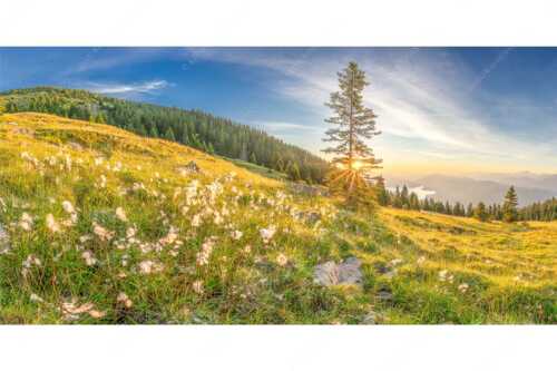 Almwiese am Simetsberg mit Walchensee - Wollgras im Morgenlicht - Seitenverhältnis 2:1 - Estergebirge Walchensee - weitere Infos unter https://www.kriner-weiermann.de