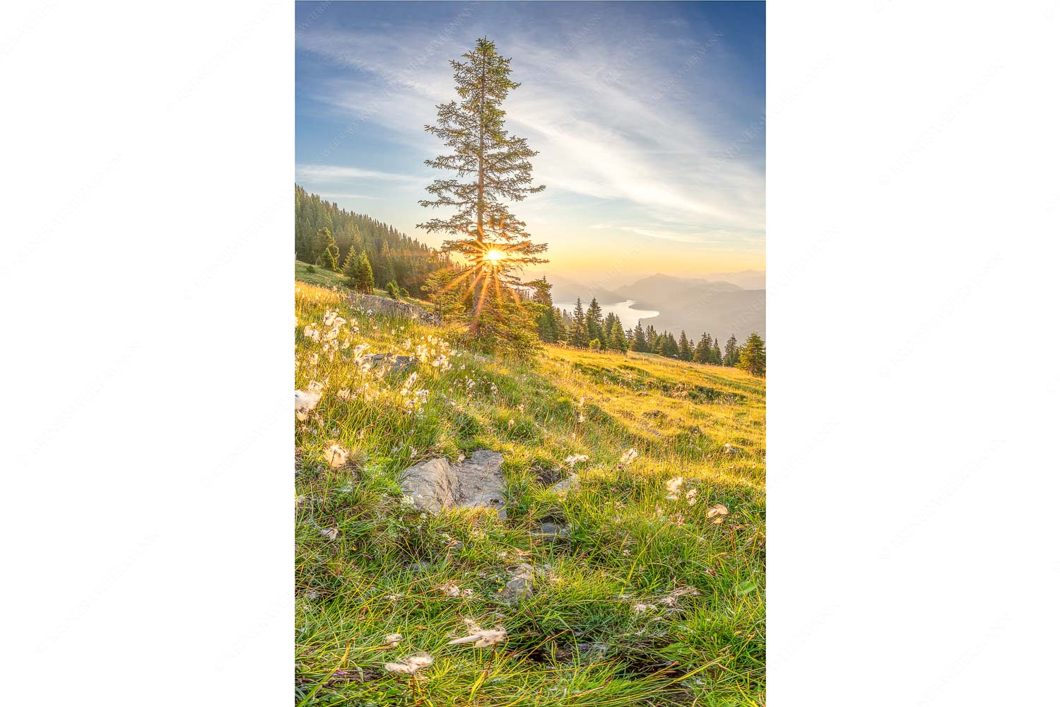 Almwiese am Simetsberg mit Walchensee