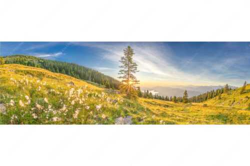 Almwiese am Simetsberg mit Walchensee - Wollgras im Morgenlicht - Seitenverhältnis 3:1 - Estergebirge Walchensee - weitere Infos unter https://www.kriner-weiermann.de