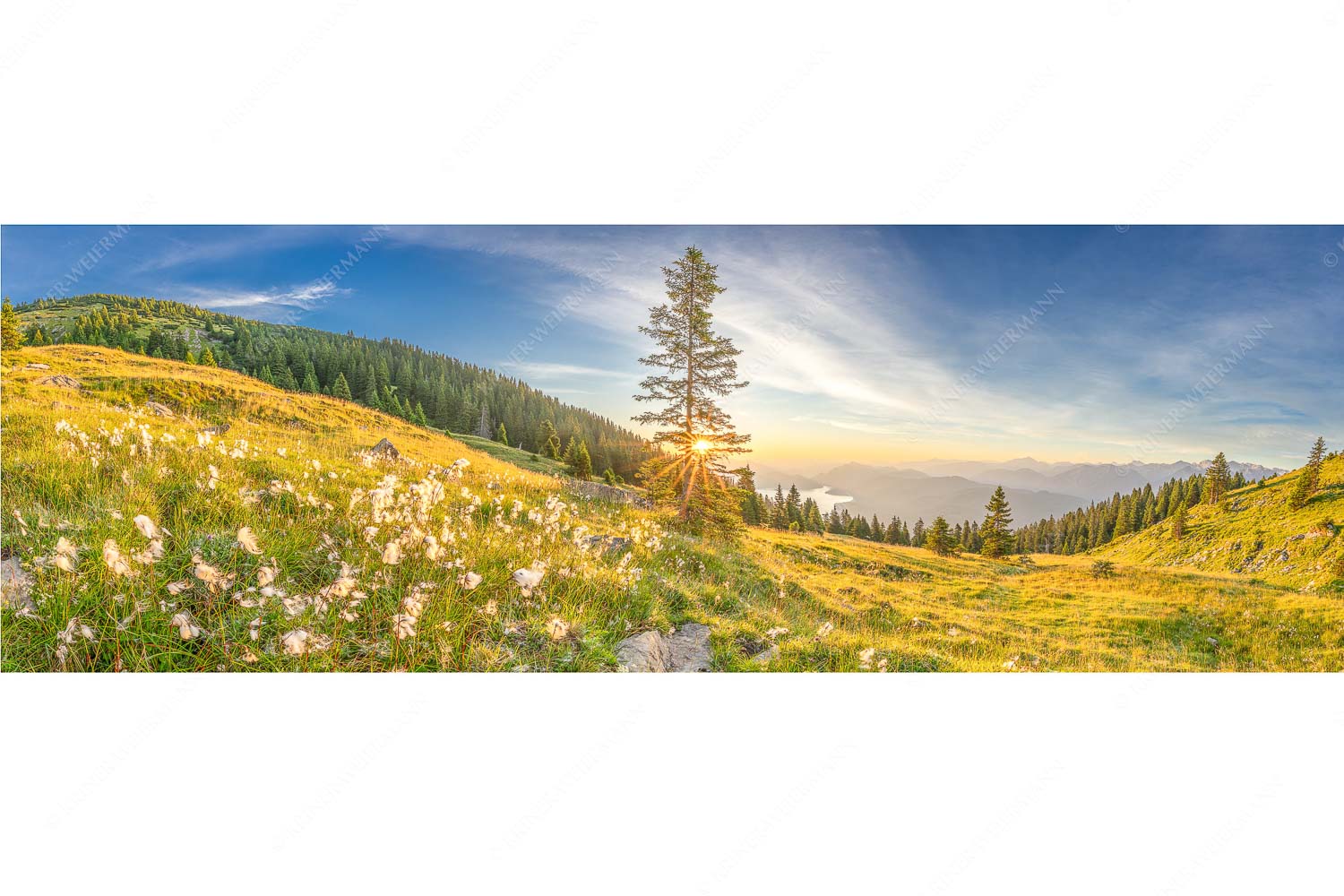 Almwiese am Simetsberg mit Walchensee - Wollgras im Morgenlicht - Seitenverhältnis 3:1 - Estergebirge Walchensee - weitere Infos unter https://www.kriner-weiermann.de