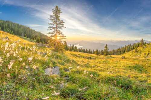 Almwiese am Simetsberg mit Walchensee - Wollgras im Morgenlicht - Seitenverhältnis 3:2 - Estergebirge Walchensee - weitere Infos unter https://www.kriner-weiermann.de