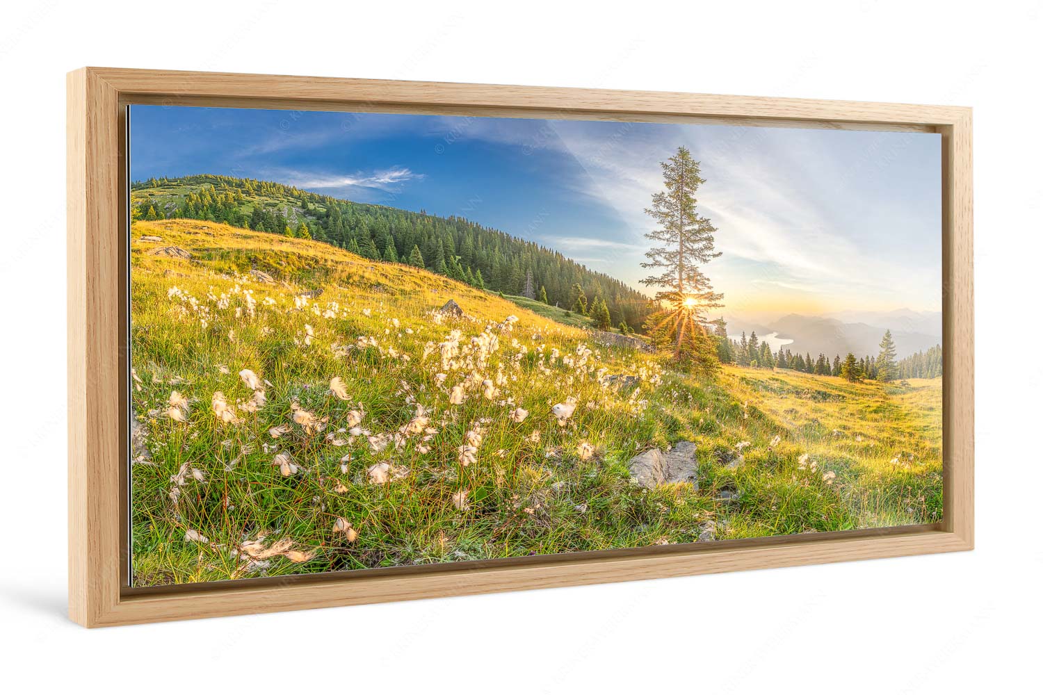 Wollgras im Morgenlicht – Foto im Schattenfugen-Rahmen, Seitenverhältnis 2:1 — Estergebirge Walchensee Almwiese am Simetsberg mit Walchensee - Wollgras im Morgenlicht - Foto im Schattenfugen-Rahmen, Seitenverhältnis 2:1 - Estergebirge Walchensee - weitere Infos unter https://www.kriner-weiermann.de