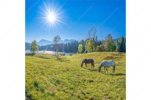 Zwei Pferde auf Herbstweide vor dem Geroldsee mit Blick zum Wörner im Karwendel - Zwischen Pferd und Berg - Seitenverhältnis 1:1 - Geroldsee Karwendel - weitere Infos unter https://www.kriner-weiermann.de