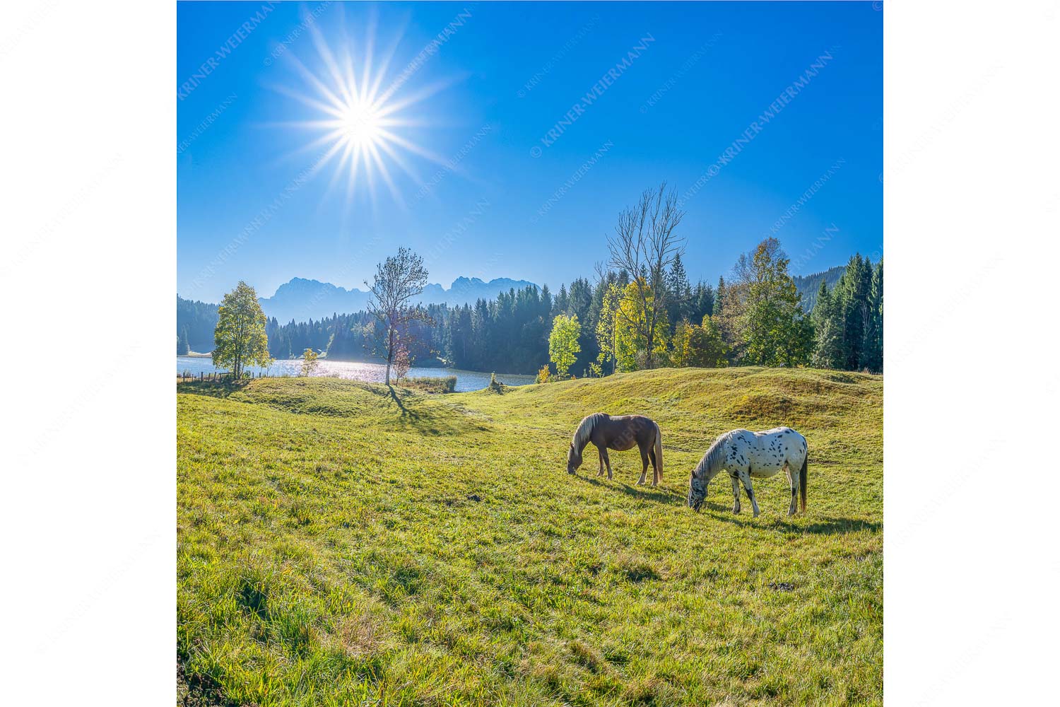 Zwei Pferde auf Herbstweide vor dem Geroldsee mit Blick zum Wörner im Karwendel