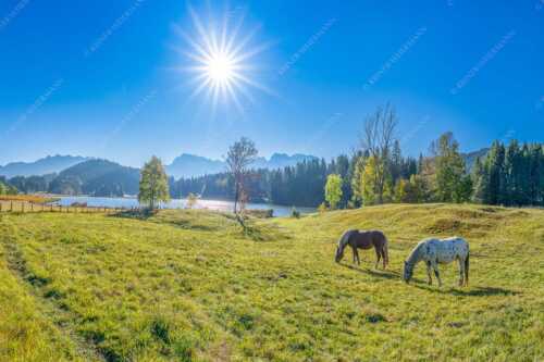 Zwei Pferde auf Herbstweide vor dem Geroldsee mit Blick zum Wörner im Karwendel - Zwischen Pferd und Berg - Seitenverhältnis 3:2 - Geroldsee Karwendel - weitere Infos unter https://www.kriner-weiermann.de