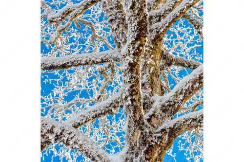 Neuschnee an altem Ahornbaum - Geäst - Seitenverhältnis 1:1 - Ahornbaum Winter - weitere Infos unter https://www.kriner-weiermann.de