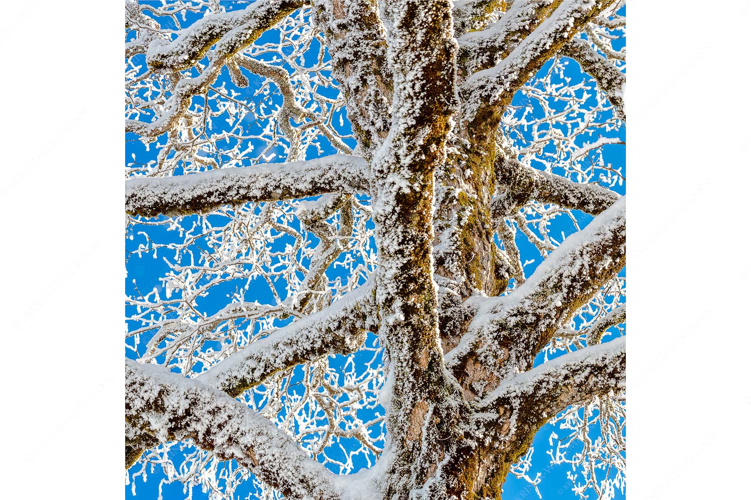 Neuschnee an altem Ahornbaum - Geäst - Seitenverhältnis 1:1 - Ahornbaum Winter - weitere Infos unter https://www.kriner-weiermann.de