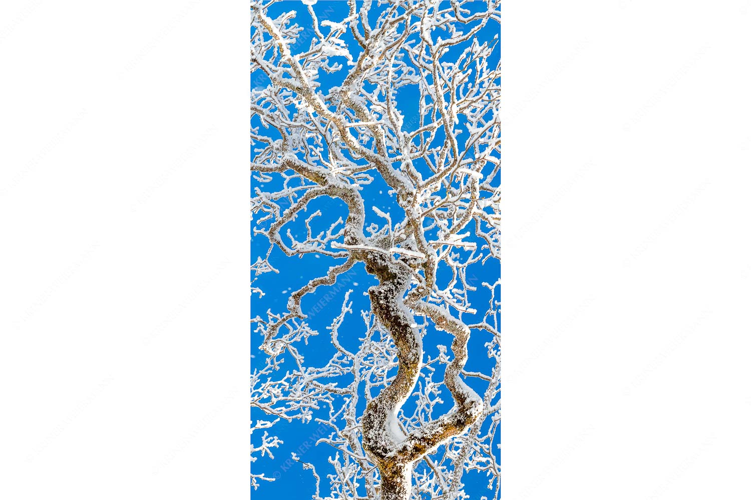 Neuschnee an altem Ahornbaum - Geäst - Seitenverhältnis 1:2 - Ahornbaum Winter - weitere Infos unter https://www.kriner-weiermann.de