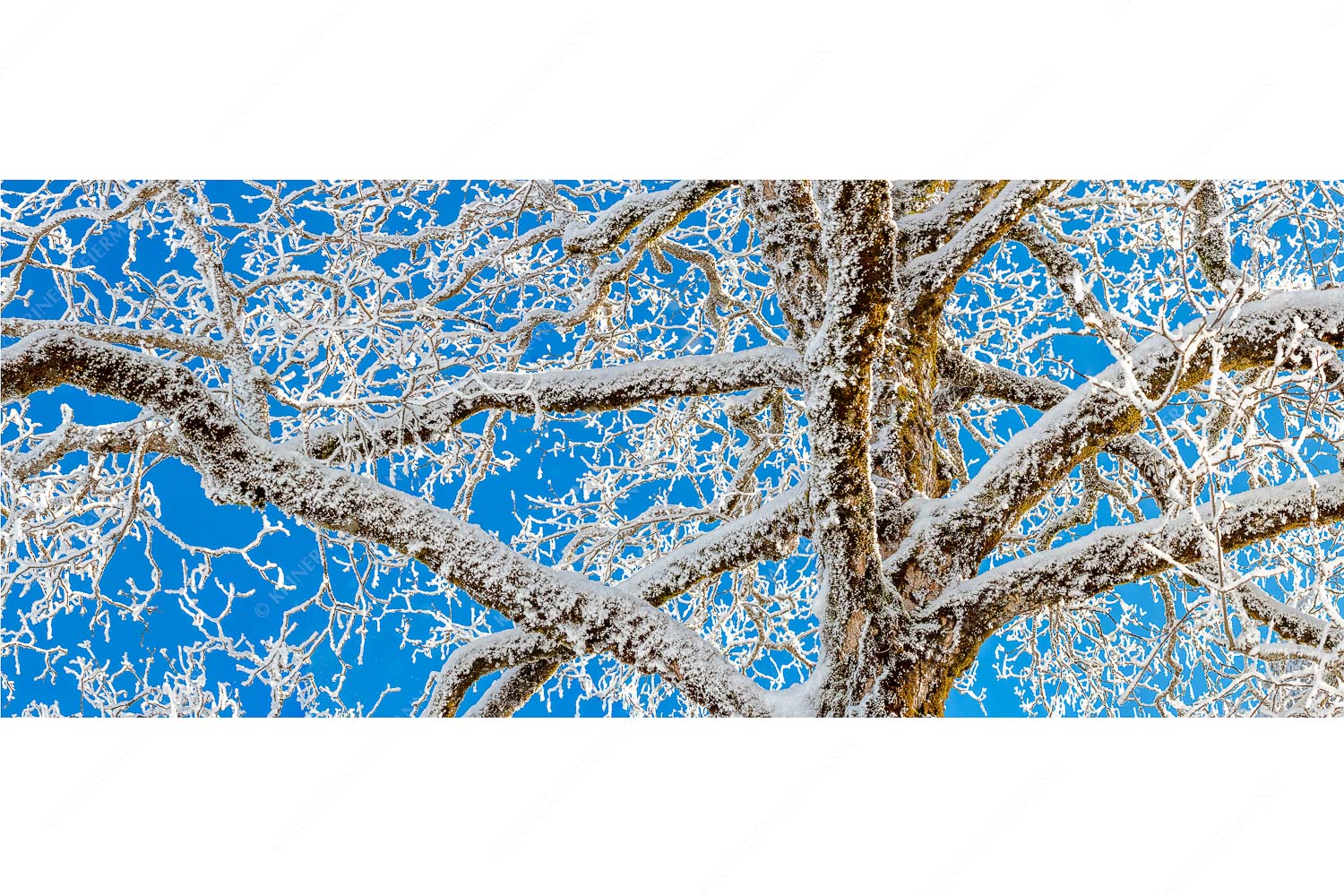 Neuschnee an altem Ahornbaum - Geäst - Seitenverhältnis 2,5:1 - Ahornbaum Winter - weitere Infos unter https://www.kriner-weiermann.de