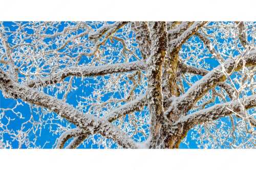 Neuschnee an altem Ahornbaum - Geäst - Seitenverhältnis 2:1 - Ahornbaum Winter - weitere Infos unter https://www.kriner-weiermann.de