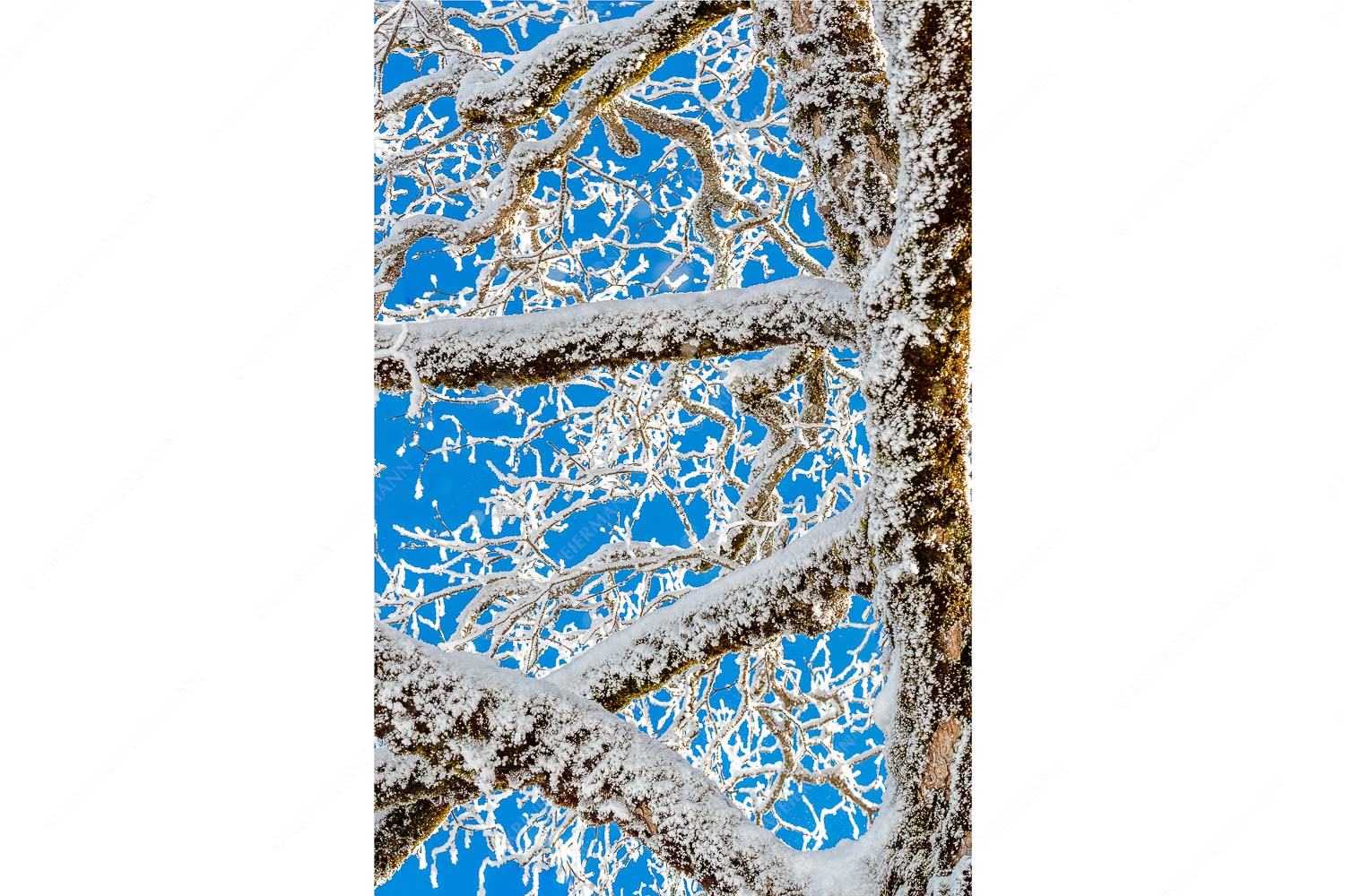 Neuschnee an altem Ahornbaum