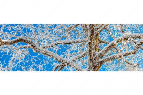 Neuschnee an altem Ahornbaum - Geäst - Seitenverhältnis 3:1 - Ahornbaum Winter - weitere Infos unter https://www.kriner-weiermann.de