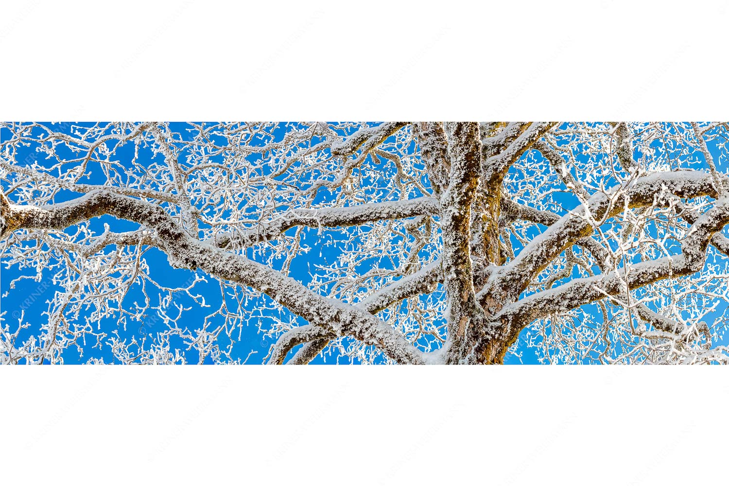 Neuschnee an altem Ahornbaum