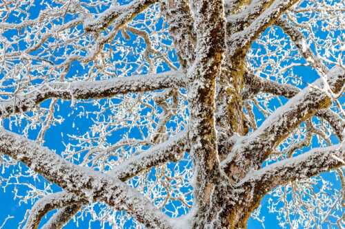 Neuschnee an altem Ahornbaum - Geäst - Seitenverhältnis 3:2 - Ahornbaum Winter - weitere Infos unter https://www.kriner-weiermann.de