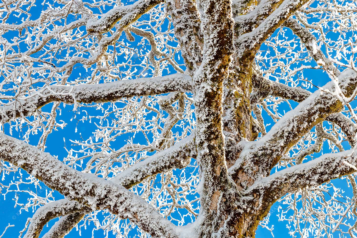 Neuschnee an altem Ahornbaum - Geäst - Seitenverhältnis 3:2 - Ahornbaum Winter - weitere Infos unter https://www.kriner-weiermann.de