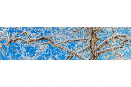 Neuschnee an altem Ahornbaum - Geäst - Seitenverhältnis 4:1 - Ahornbaum Winter - weitere Infos unter https://www.kriner-weiermann.de