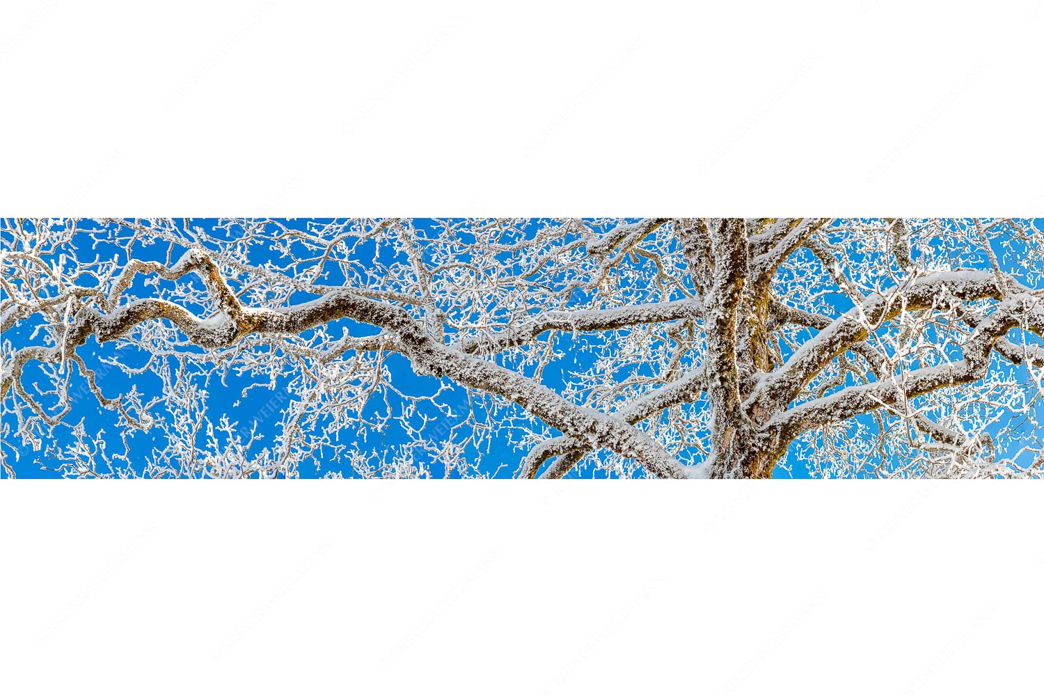 Neuschnee an altem Ahornbaum - Geäst - Seitenverhältnis 4:1 - Ahornbaum Winter - weitere Infos unter https://www.kriner-weiermann.de