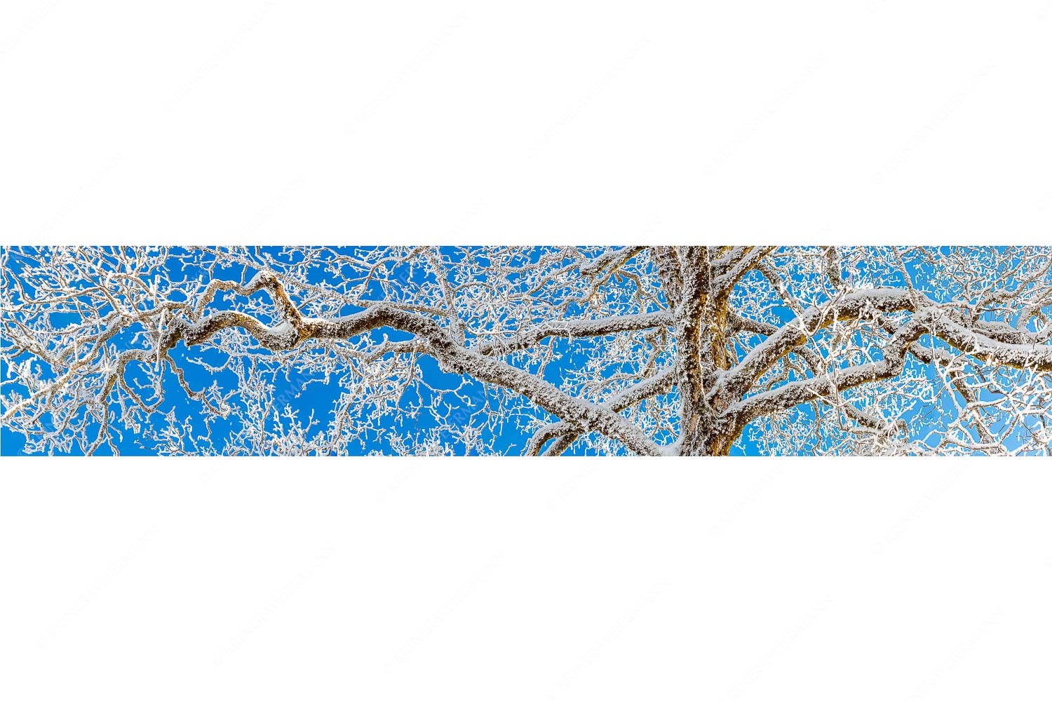 Neuschnee an altem Ahornbaum - Geäst - Seitenverhältnis 5:1 - Ahornbaum Winter - weitere Infos unter https://www.kriner-weiermann.de