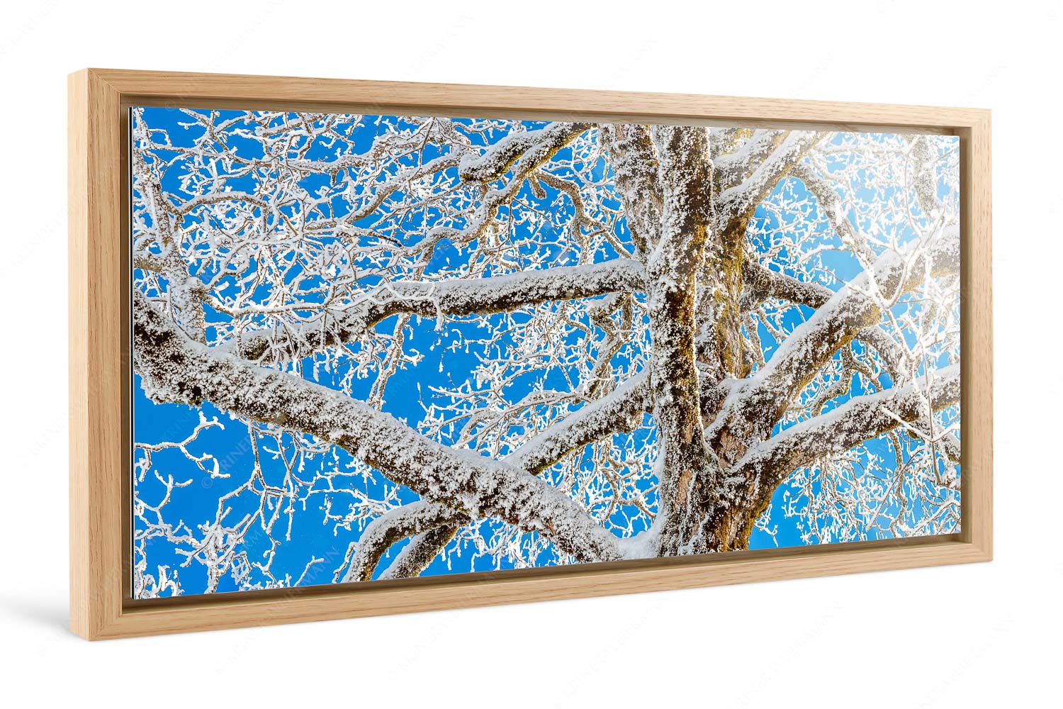 Geäst – Foto im Schattenfugen-Rahmen, Seitenverhältnis 2:1 — Ahornbaum Winter Neuschnee an altem Ahornbaum - Geäst - Foto im Schattenfugen-Rahmen, Seitenverhältnis 2:1 - Ahornbaum Winter - weitere Infos unter https://www.kriner-weiermann.de