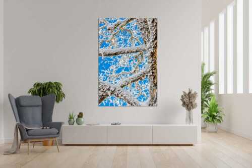 Neuschnee an altem Ahornbaum - Geäst - Wandbild - Größe ca. 120x180cm, Seitenverhältnis 2:3 - Ahornbaum Winter - weitere Infos unter https://www.kriner-weiermann.de