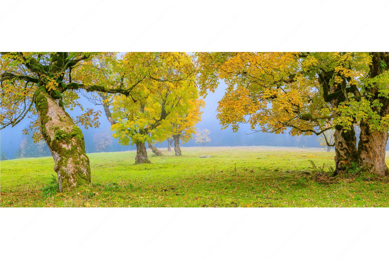 Bergahorne in herbstlicher Pracht im Karwendelgebirge - Stille Farben - Seitenverhältnis 2,5:1 - Bergahorne Herbst Karwend - weitere Infos unter https://www.kriner-weiermann.de