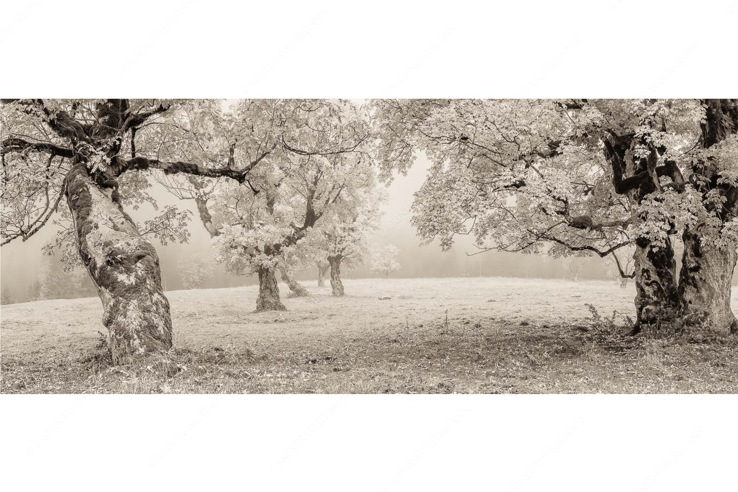 Bergahorne in herbstlicher Pracht im Karwendelgebirge - Stille Farben - Seitenverhältnis 2,5:1 - Bergahorne Herbst Karwend - weitere Infos unter https://www.kriner-weiermann.de