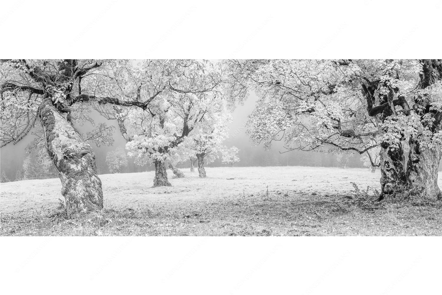 Bergahorne in herbstlicher Pracht im Karwendelgebirge - Stille Farben - Seitenverhältnis 2,5:1 - Bergahorne Herbst Karwend - weitere Infos unter https://www.kriner-weiermann.de