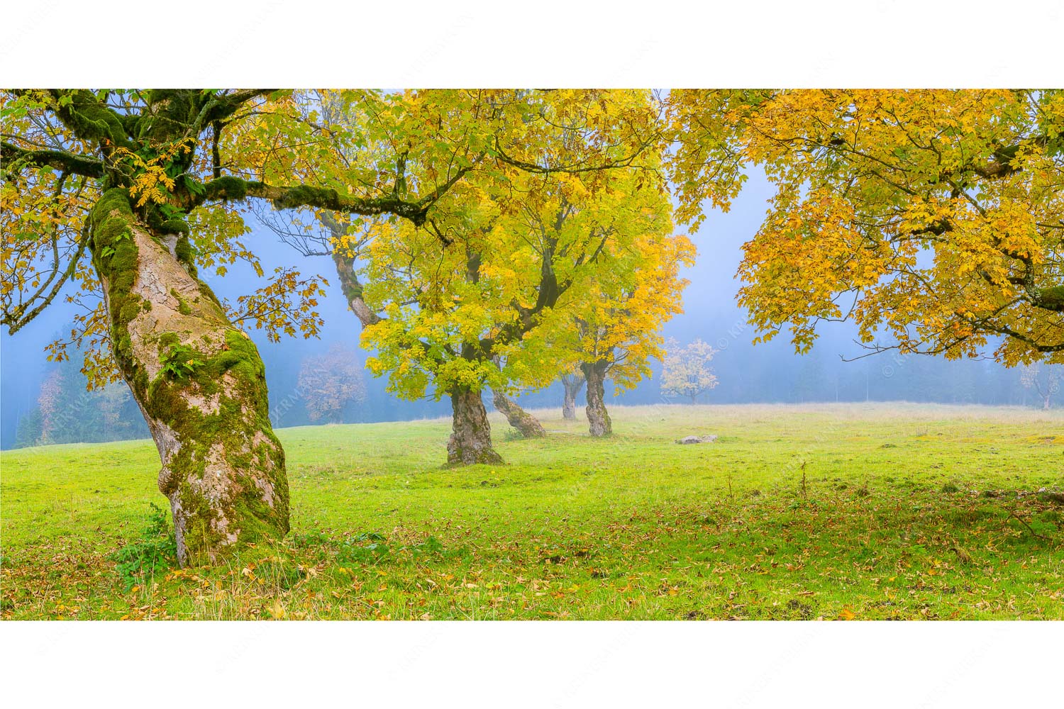 Bergahorne in herbstlicher Pracht im Karwendelgebirge - Stille Farben - Seitenverhältnis 2:1 - Bergahorne Herbst Karwend - weitere Infos unter https://www.kriner-weiermann.de